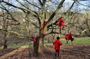 Tree-Climbing-Risk-2